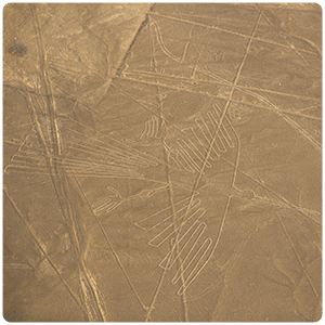 The Condor - Nazca Lines