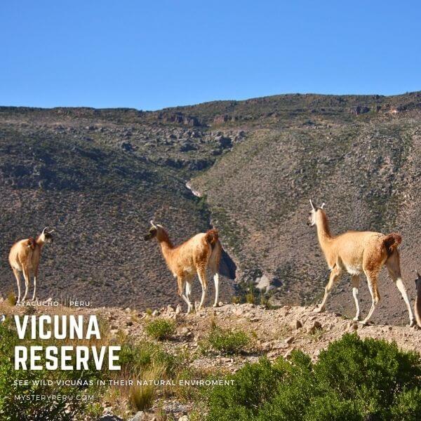 Pampas Galeras National Reserve Tour