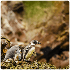 Humboldt Penguins - Ballestas Islands