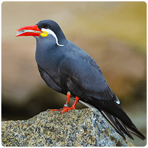 Inca Tern - Ballestas Islands