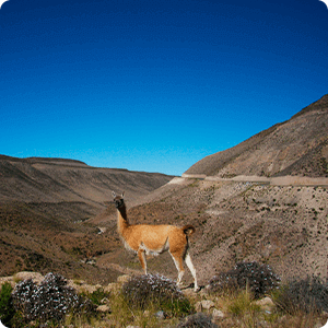 Pampas Galeras National Reserve Tour