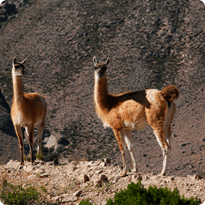 Guanaco Family