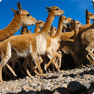 Pampas Galeras National Reserve Tour