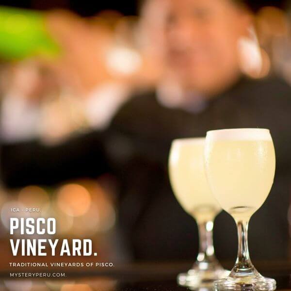 Visit to the Vineyard of Pisco