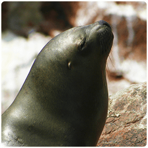 Sea Lion - Ballestas Islands