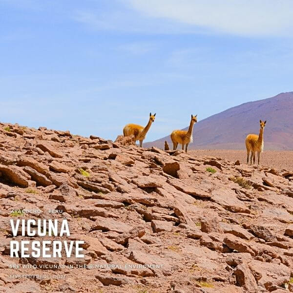 Vicuña tour in Pampas Galeras Reserve.