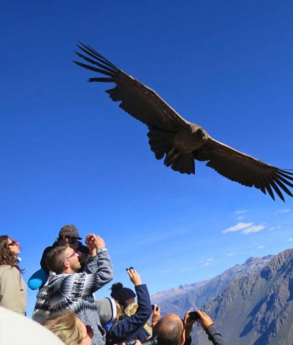 Tour to the Mirador del condor