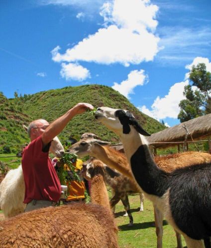 Visiting Awanakancha in Cusco