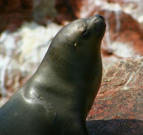 Tour to the Islands of sea lions of Paracas.