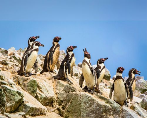 Boat tour to Ballestas Islands—departing from Lima.