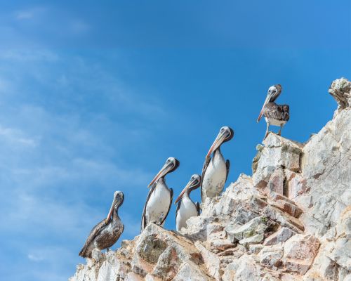 See marine wildlife on a Paracas tour from Lima.