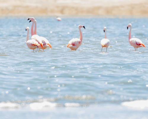 Experience Paracas Reserve on a Lima day trip.