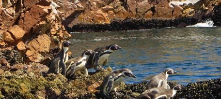 Visiting the penguins on the Ballestas Islands.