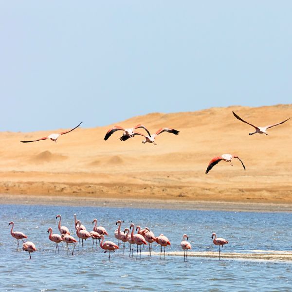 Visiting the flamingo beach at Paracas.