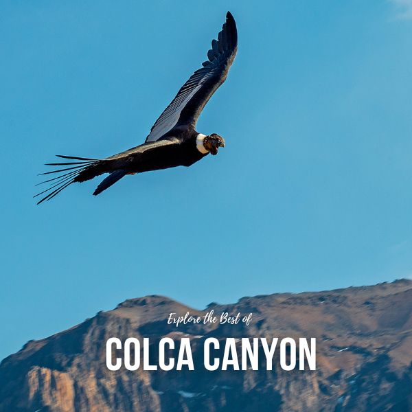 Visit to the Cruz del Condor at the Colca Valley.