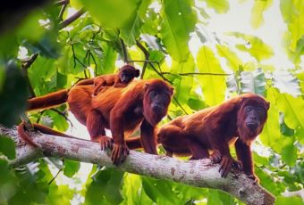 Destinations - Inca Amazon Trip