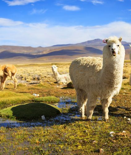 Excursion to the Colca Canyon.