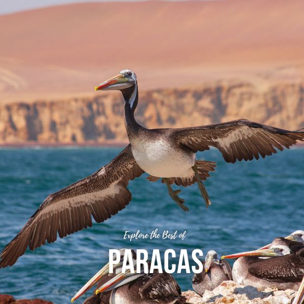 Visit to the Paracas Marine Reserve.