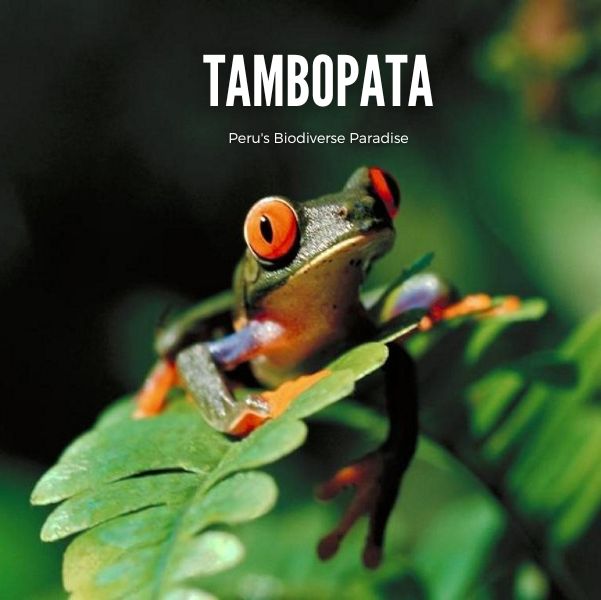 Tambopata - Peru Top Destination