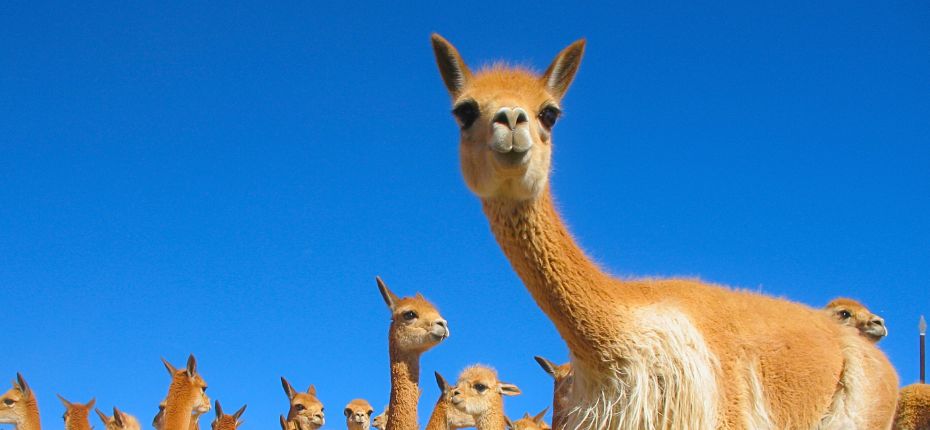 Private Tour to Pampas Galeras departing from Nazca.