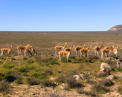 Scenic Andean landscapes with vicuñas at Pampas Galeras.