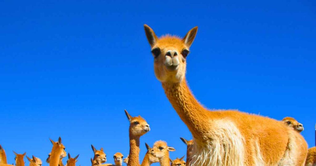 Embark on an unforgettable journey into the heart of the Andean highlands with our Tour to Pampas Galeras.