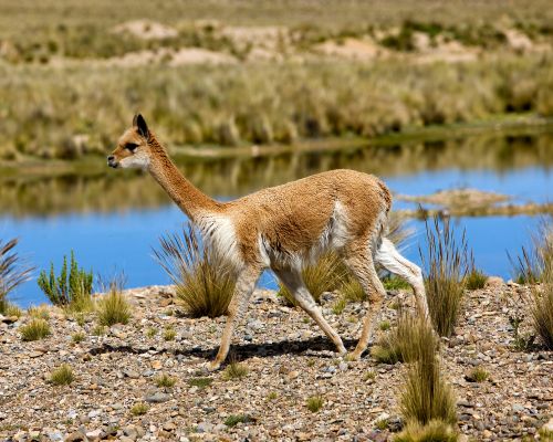 Close-up of a vicuña in its natural habitat in Pampas Galeras.