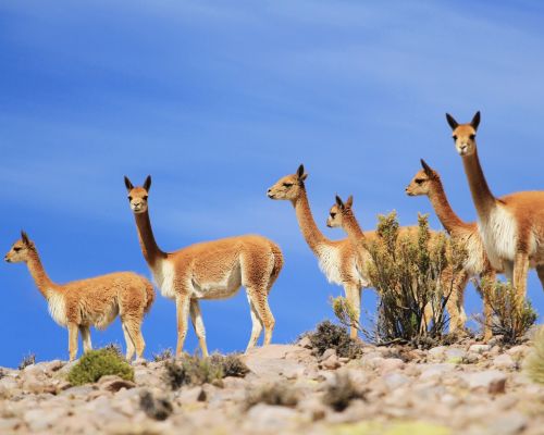 Vicuñas grazing peacefully in the highlands of Pampas Galeras.
