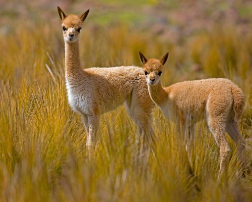 Experience the untouched nature of Pampas Galeras.