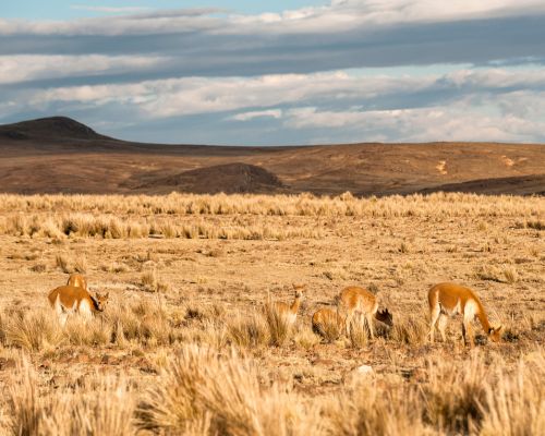 Pampas Galeras: A protected haven for Peru’s majestic vicuñas.
