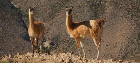 Andean Guanacos on the Road to Pampas Galeras.