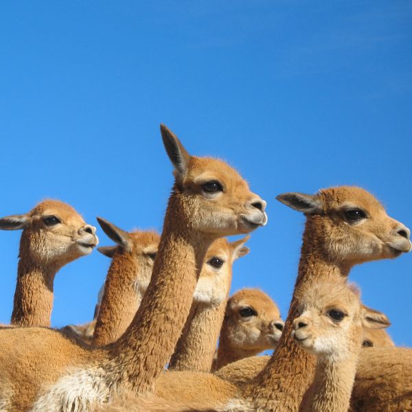 Step into the Wild – Explore Pampas Galeras and Its Majestic Vicuñas