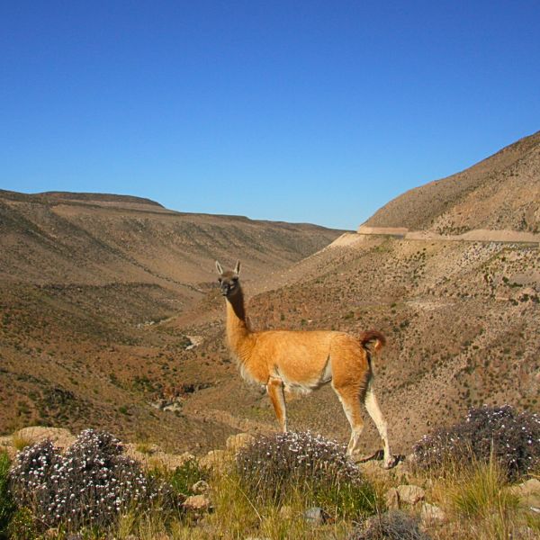 Spotting Guanacos in Pampas Galeras.