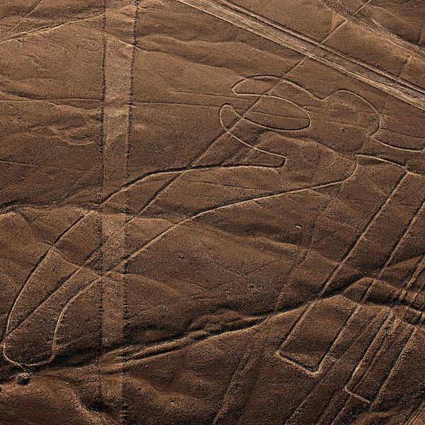The Parrot geoglyph seen from the Nazca Lines flight tour.