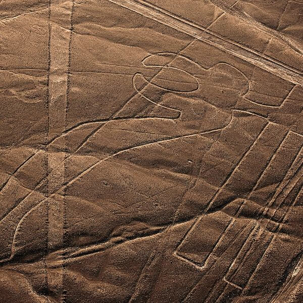 Parrot geoglyphs as seen from the air during the Nazca flight