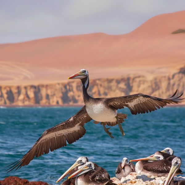 A pelican spreads its wings along the Paracas coastline