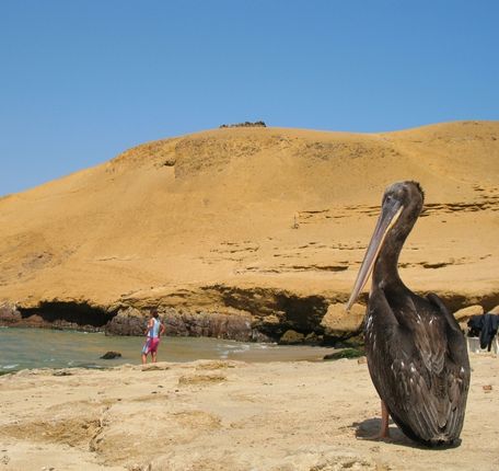Pelican standing by the shore at Paracas Reserve with yellow dunes in the background.