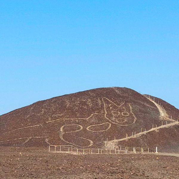 Cat geoglyph carved into a hillside in the Nazca pampas