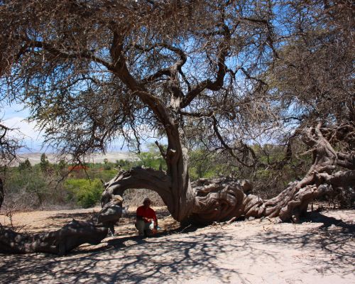 Huarango tree as seen during our tour to Usaka.
