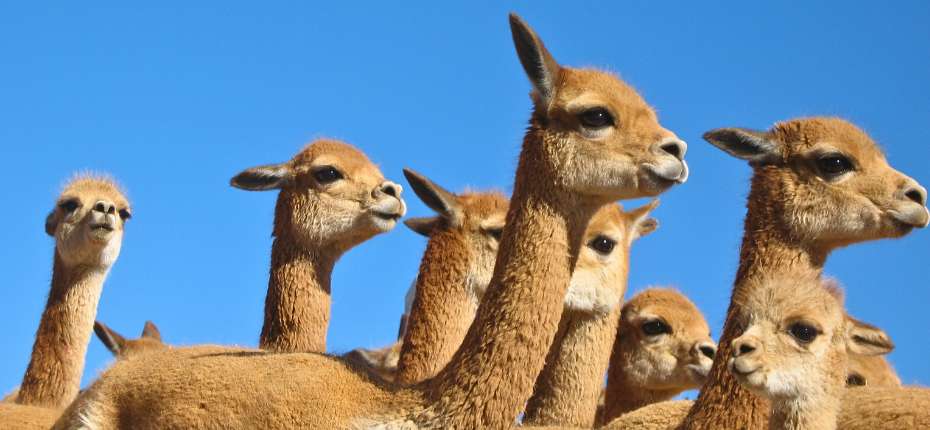 Herd of vicuñas at Pampas Galeras Reserve