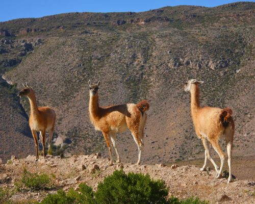 Guanacos on the slopes of the Andes