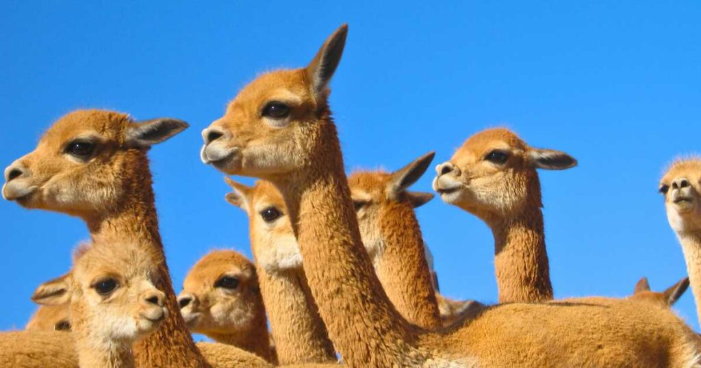 Pampas Galeras Vicuna Reserve Tour from Nazca city