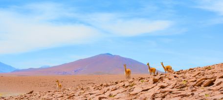 Pampas Galeras Vicuna Reserve Tour