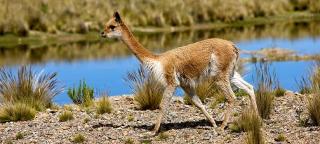 Vicuña by lagoon in Pampas Galeras