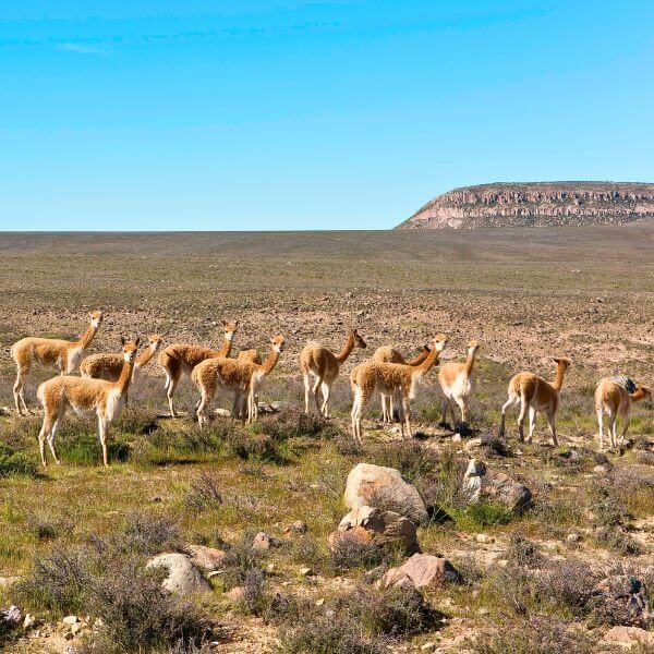 Herd of vicuñas in Pampas Galeras Reserve