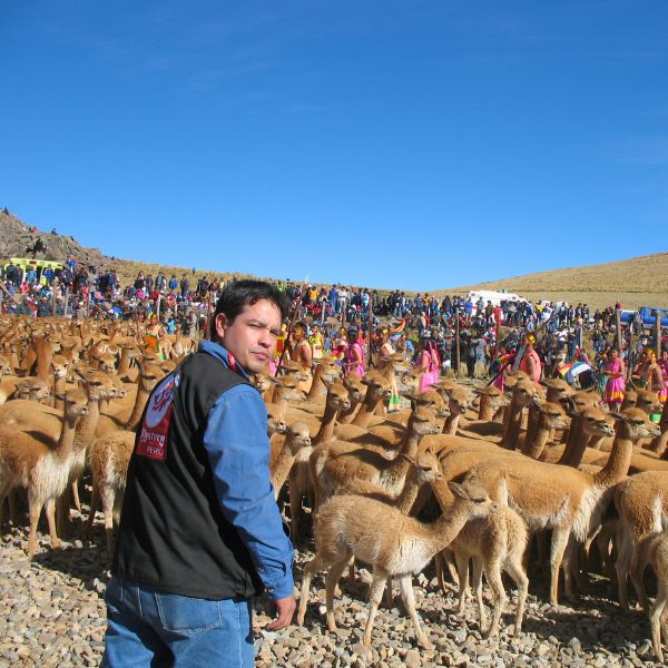 Guided Tour in English to the Pampas Galeras Vicuña Reserve
