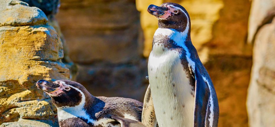 Humboldt penguins at San Fernando Marine Reserve