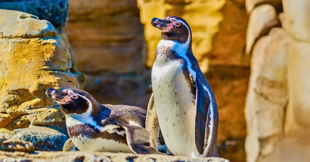 San Fernando Marine Reserve Tour