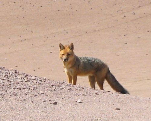 Andean fox in San Fernando desert