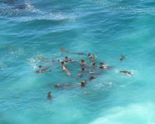 Sea lions swimming in San Fernando Bay